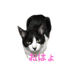 ハチワレ猫ティンク（個別スタンプ：1）