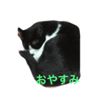 ハチワレ猫ティンク（個別スタンプ：2）