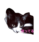 ハチワレ猫ティンク（個別スタンプ：6）