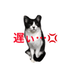 ハチワレ猫ティンク（個別スタンプ：9）