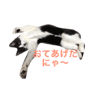ハチワレ猫ティンク（個別スタンプ：10）