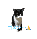 ハチワレ猫ティンク（個別スタンプ：11）