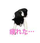 ハチワレ猫ティンク（個別スタンプ：12）