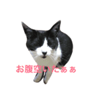 ハチワレ猫ティンク（個別スタンプ：14）