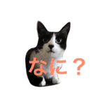 ハチワレ猫ティンク（個別スタンプ：15）