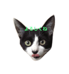 ハチワレ猫ティンク（個別スタンプ：16）