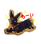 ダックス ブラックソリッド ココちゃん（個別スタンプ：4）