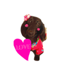 ダックス ブラックソリッド ココちゃん（個別スタンプ：5）