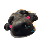 ダックス ブラックソリッド ココちゃん（個別スタンプ：6）