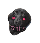 ダックス ブラックソリッド ココちゃん（個別スタンプ：12）