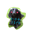 ダックス ブラックソリッド ココちゃん（個別スタンプ：13）
