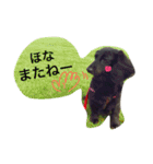 ダックス ブラックソリッド ココちゃん（個別スタンプ：16）