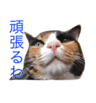 コッコ＆にゃーすスタンプ 日常会話（個別スタンプ：5）