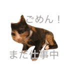 コッコ＆にゃーすスタンプ 日常会話（個別スタンプ：7）