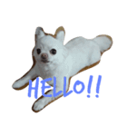 smiley chihuahua（個別スタンプ：1）