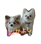 smiley chihuahua（個別スタンプ：2）
