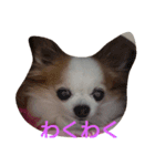 smiley chihuahua（個別スタンプ：3）