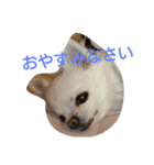 smiley chihuahua（個別スタンプ：4）
