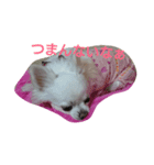 smiley chihuahua（個別スタンプ：5）