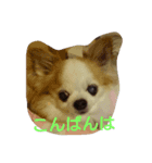 smiley chihuahua（個別スタンプ：6）