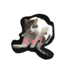 ねこのみゅう（個別スタンプ：1）