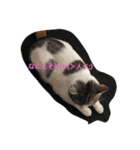 ねこのみゅう（個別スタンプ：2）