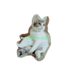 ねこのみゅう（個別スタンプ：3）