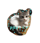 ねこのみゅう（個別スタンプ：4）