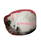 ねこのみゅう（個別スタンプ：6）