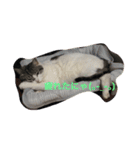 ねこのみゅう（個別スタンプ：9）