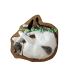 ねこのみゅう（個別スタンプ：10）