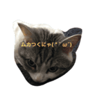 ねこのみゅう（個別スタンプ：11）