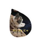 ねこのみゅう（個別スタンプ：12）