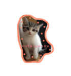 ねこのみゅう（個別スタンプ：13）