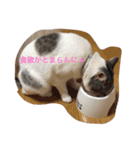 ねこのみゅう（個別スタンプ：15）
