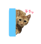 高嶺のうにさん（個別スタンプ：11）