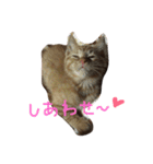 高嶺のうにさん（個別スタンプ：13）