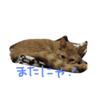 高嶺のうにさん（個別スタンプ：16）