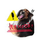 癒しの動物たち（個別スタンプ：3）