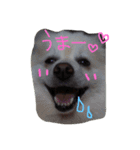 癒しの動物たち（個別スタンプ：5）