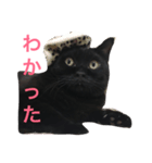 黒猫くまごろう 3（個別スタンプ：1）