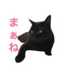 黒猫くまごろう 3（個別スタンプ：3）