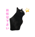黒猫くまごろう 3（個別スタンプ：4）