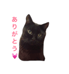 黒猫くまごろう 3（個別スタンプ：5）