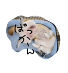 柴犬 ポチ（個別スタンプ：1）