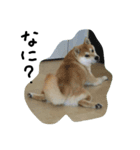柴犬 ポチ（個別スタンプ：2）