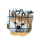 柴犬 ポチ（個別スタンプ：4）