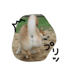 柴犬 ポチ（個別スタンプ：5）