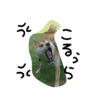 柴犬 ポチ（個別スタンプ：7）