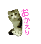 レオにゃんの毎日（個別スタンプ：3）